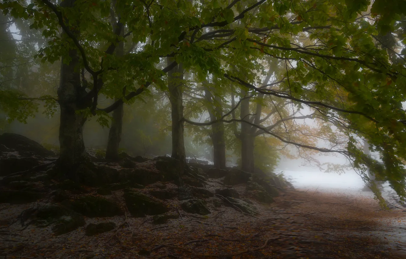 Photo wallpaper autumn, forest, snow, trees, branches, nature, fog, stones