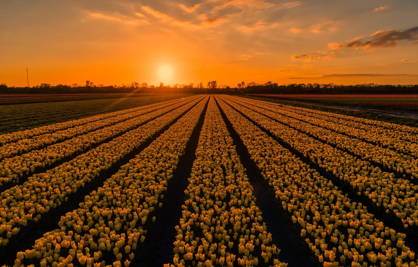 Photo wallpaper field, the sky, the sun, clouds, rays, light, sunset, flowers