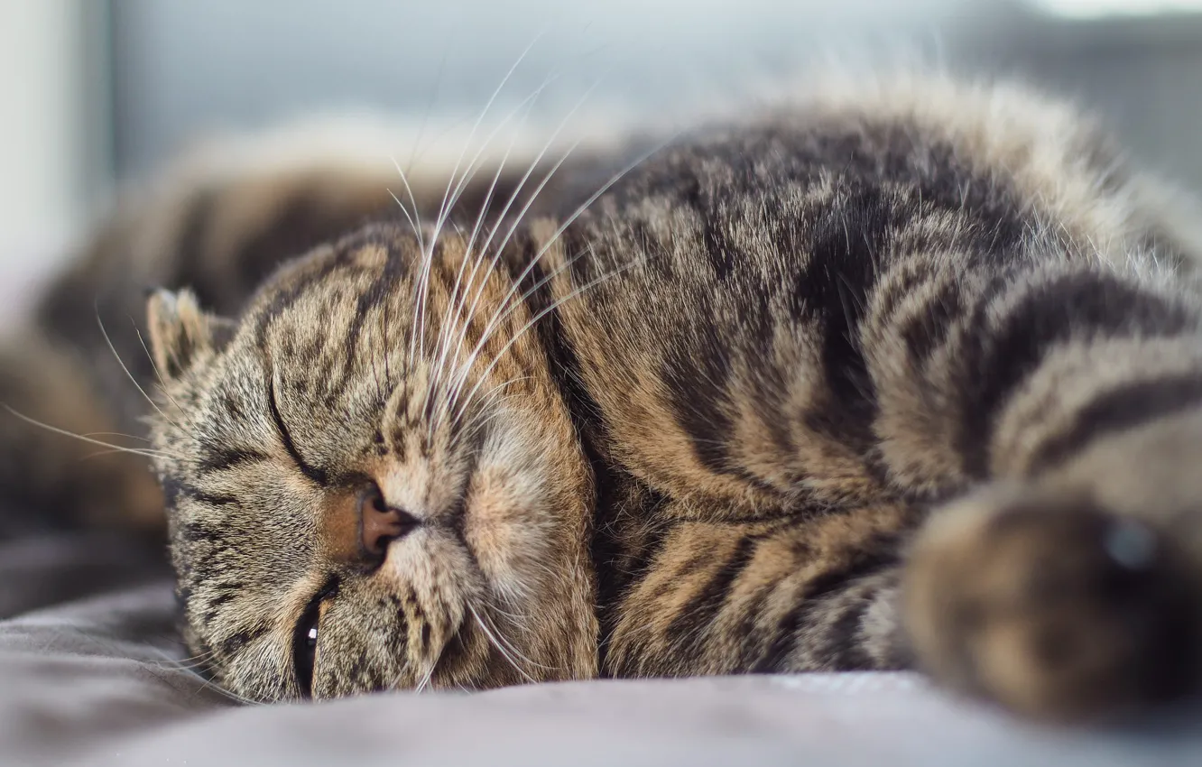 Photo wallpaper tabby cat, lying on his side, squints