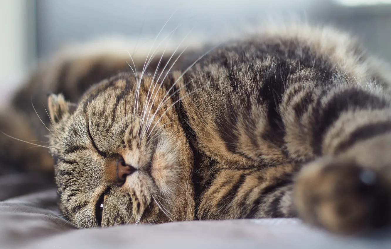 Photo wallpaper squints, tabby cat, lying on his side