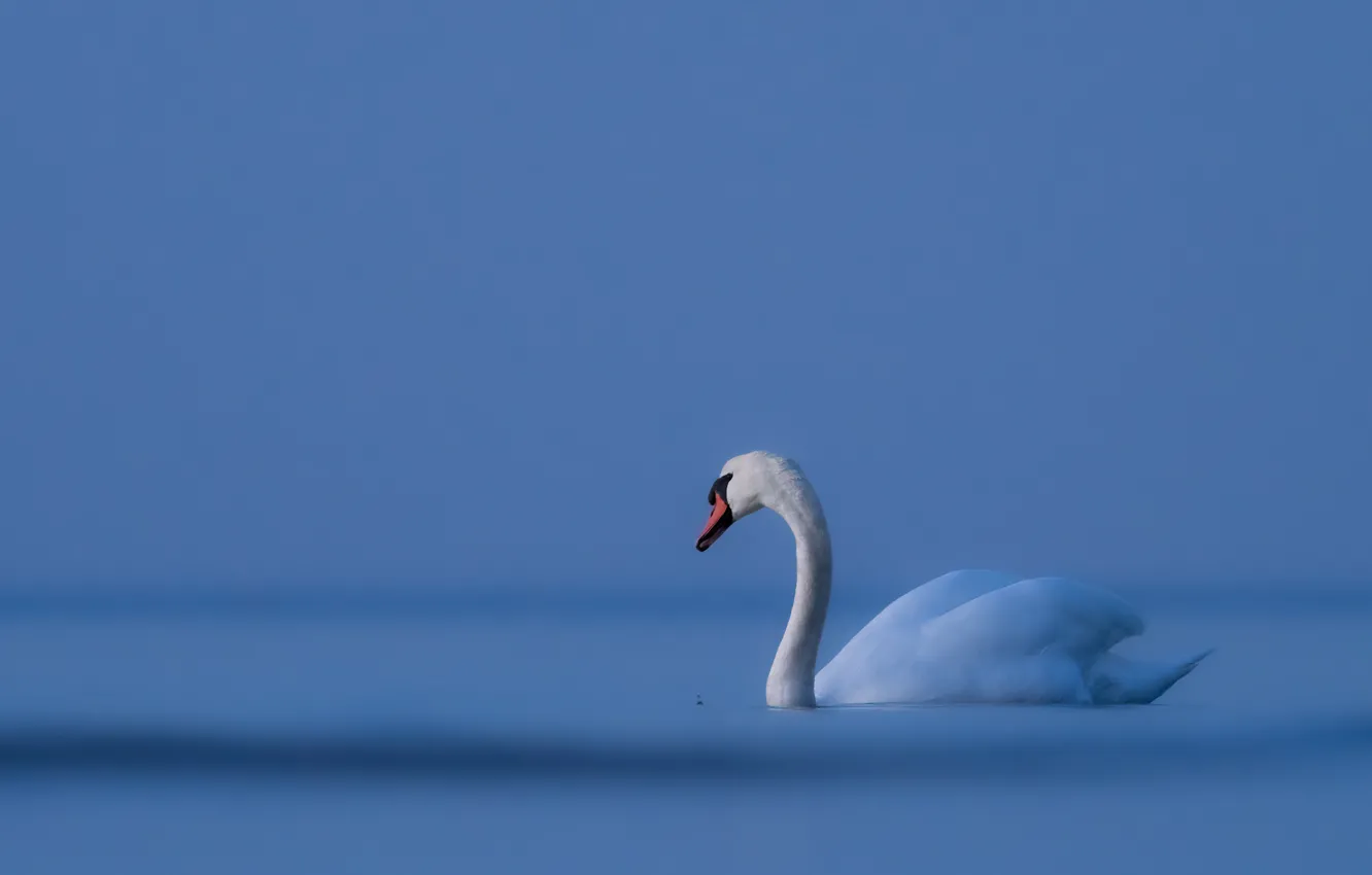 Photo wallpaper nature, bird, swans