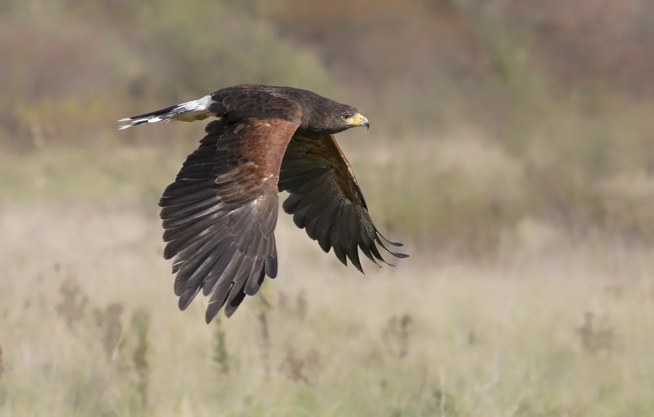 Photo wallpaper flight, nature, bird, wings