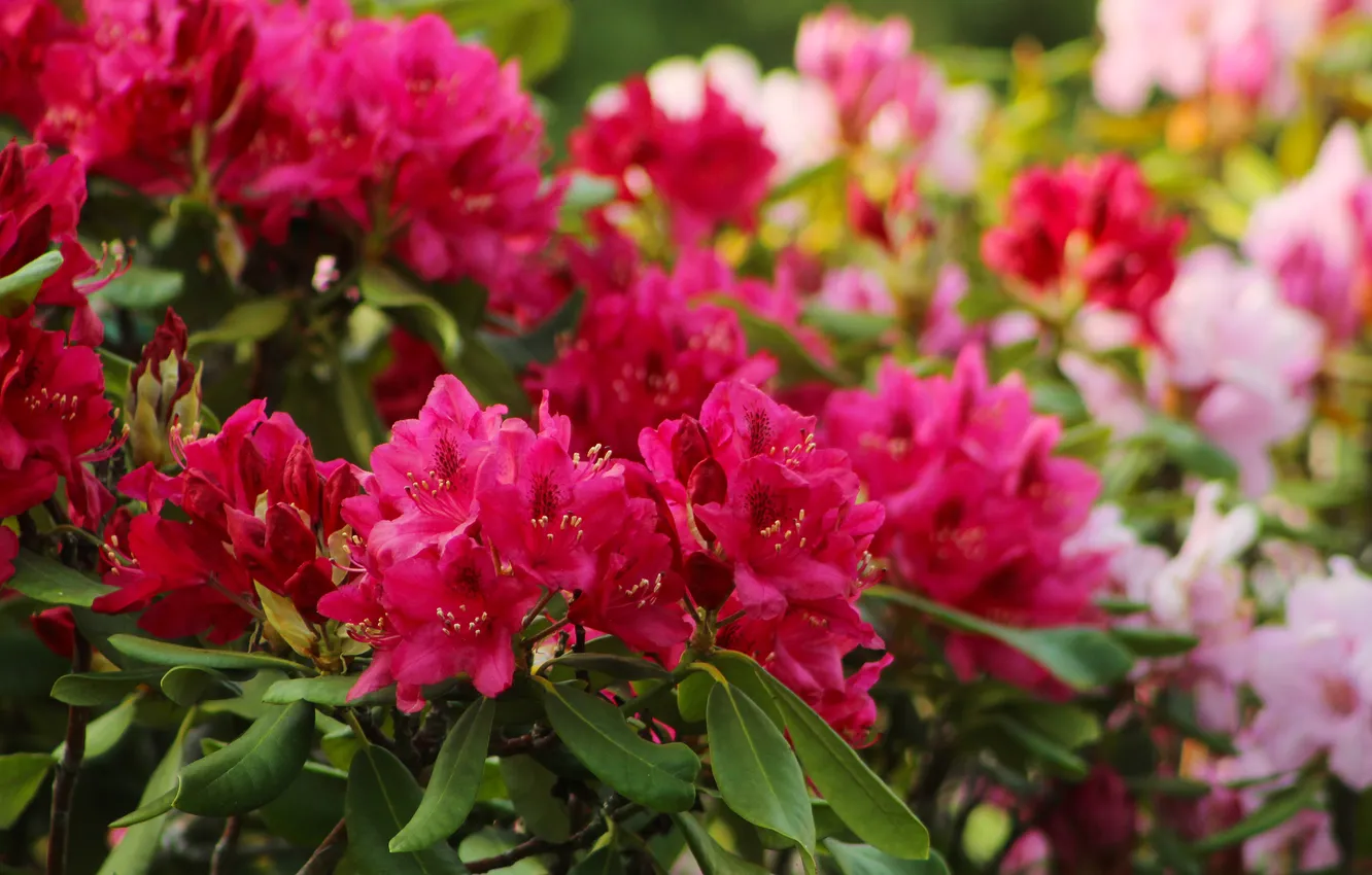 Photo wallpaper Flowering, shrub, Rhododendron