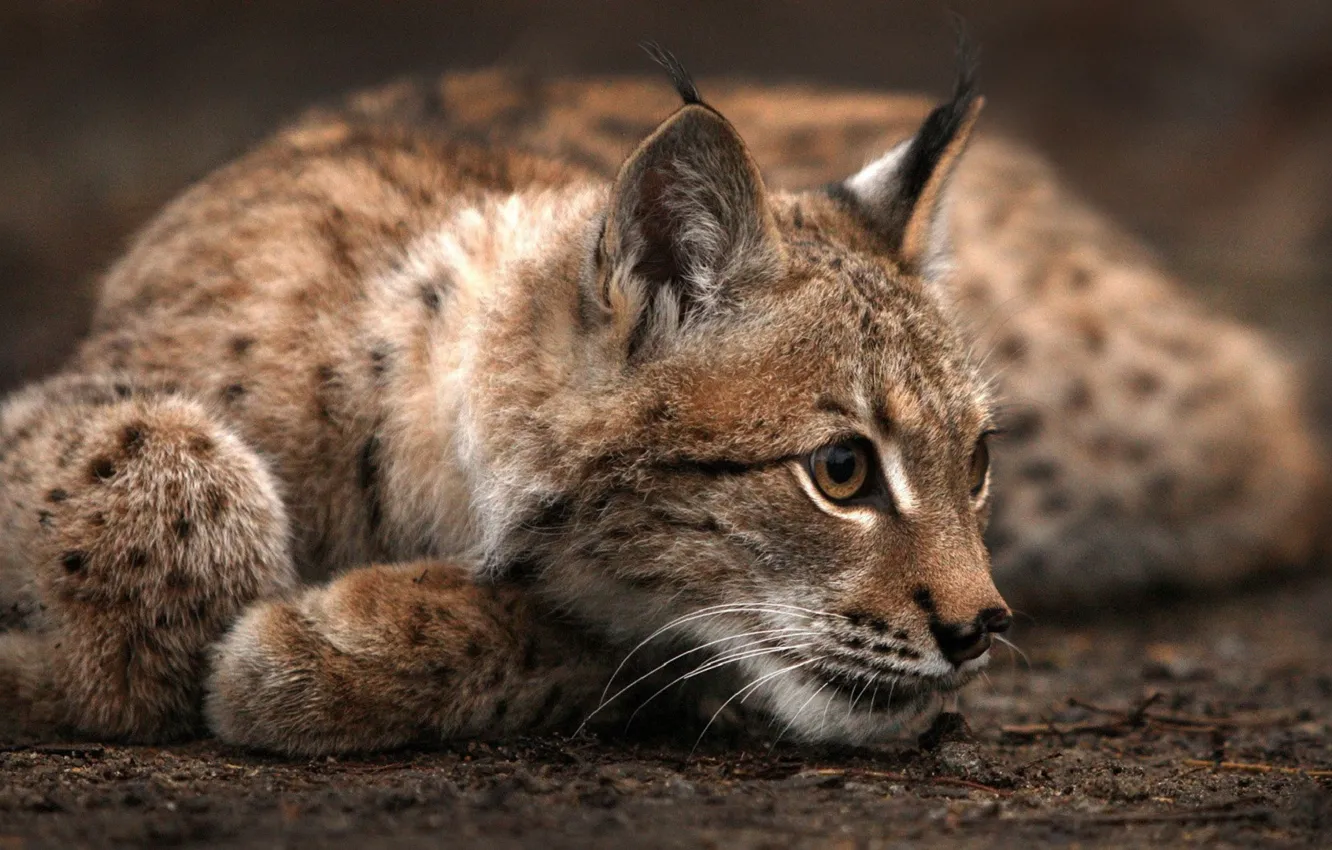 Photo wallpaper predator, lies, lynx, looks