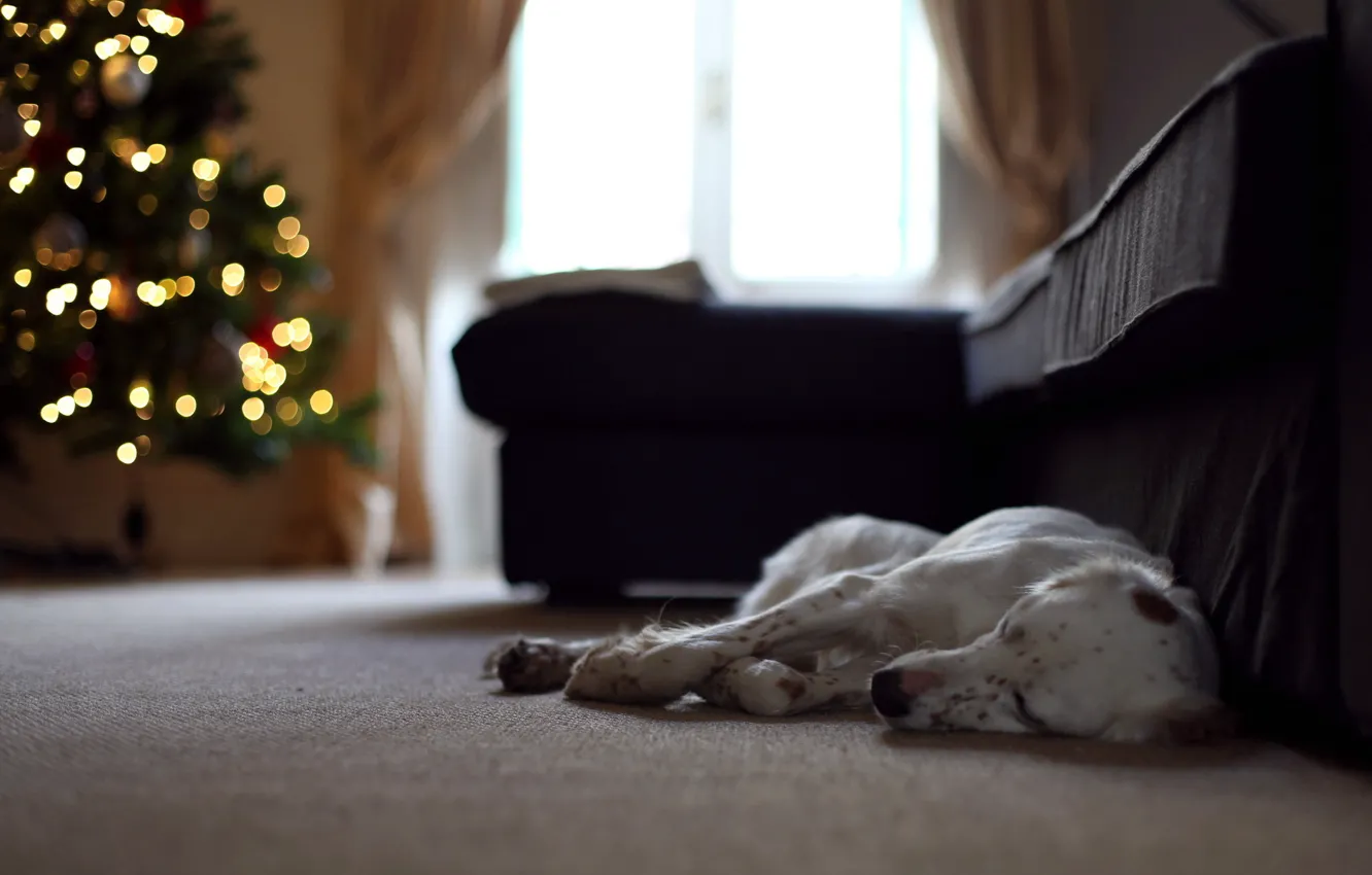 Photo wallpaper holiday, home, dog