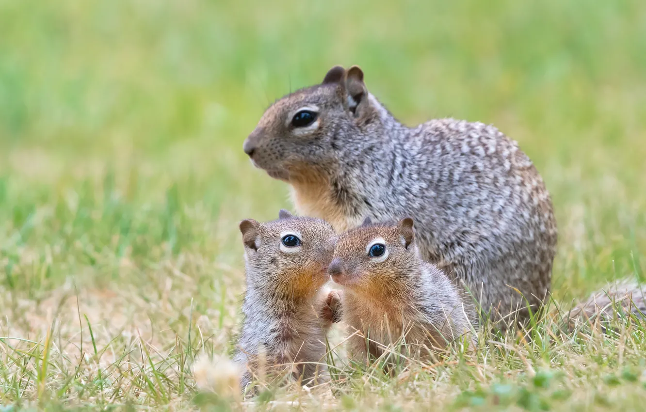 Photo wallpaper grass, cub, gopher, rodent