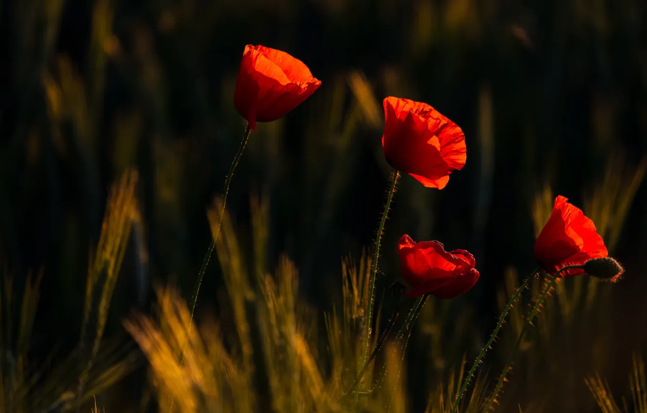 Photo wallpaper flowers, red, the dark background, rye, Maki, ears