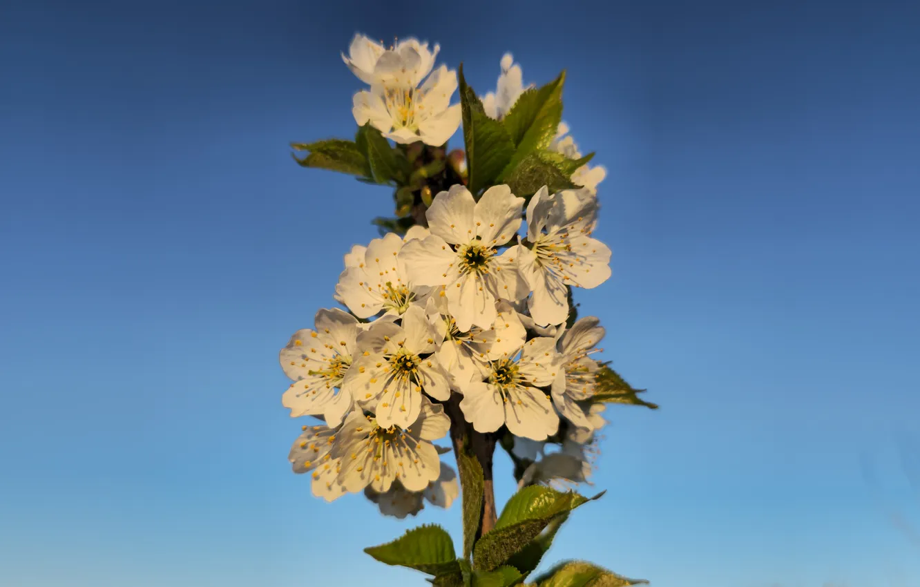 Photo wallpaper the sky, flowers, cherry, flowering, cherry, spring 2024