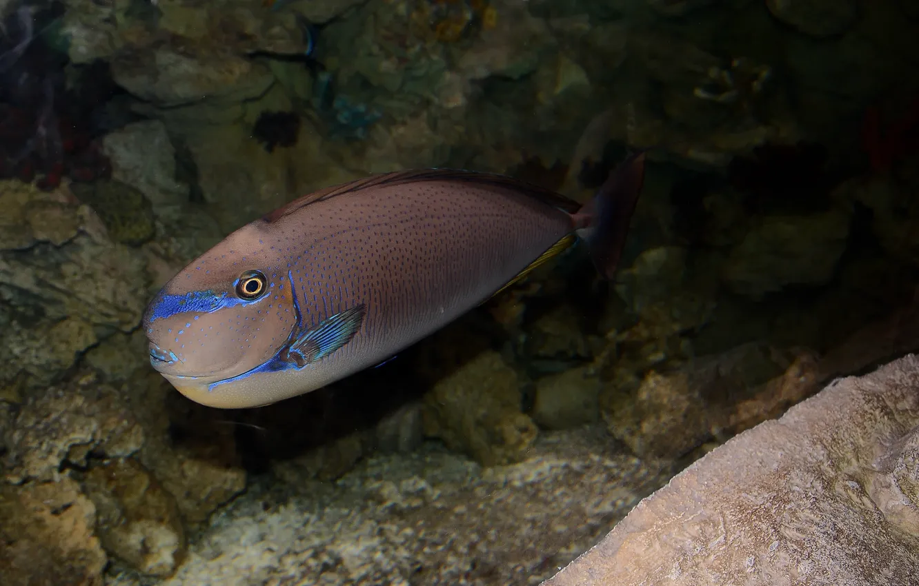 Photo wallpaper water, aquarium, fish