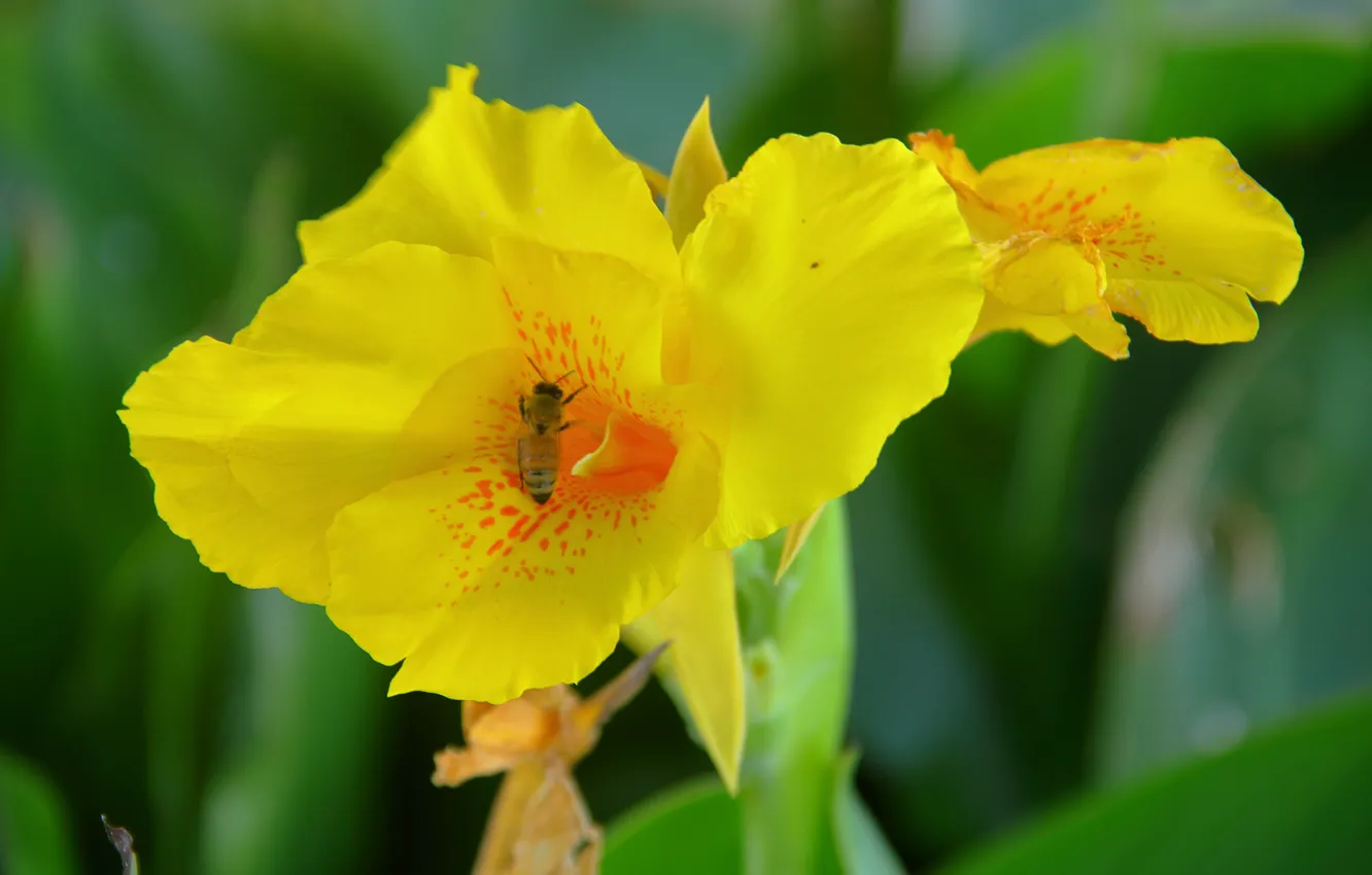 Photo wallpaper yellow, flowers, banana, buds