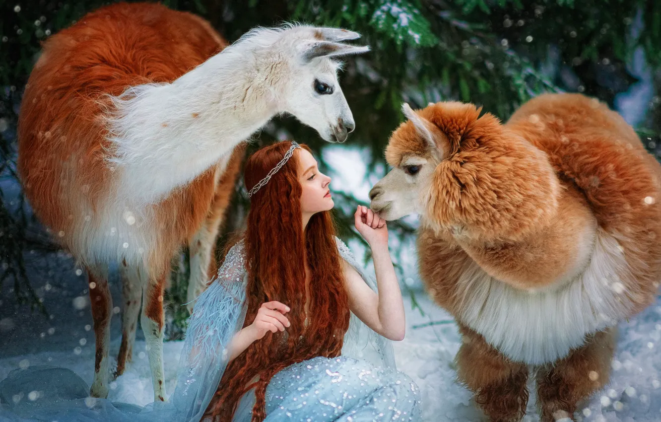 Photo wallpaper girl, pose, red, redhead, long hair, Lama, Alpaca, Alexandra Savenkova