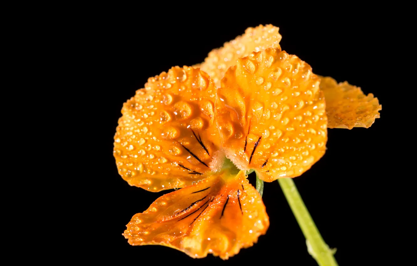 Photo wallpaper flower, drops, macro, yellow, yellow, macro, drops, Pansy