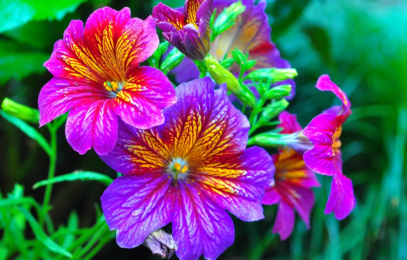 Photo wallpaper macro, nature, plant, petals