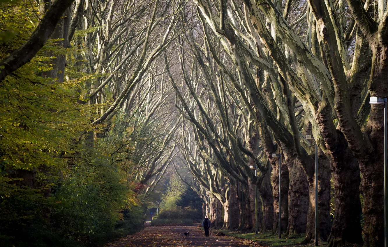 Photo wallpaper trees, nature, the city, Park