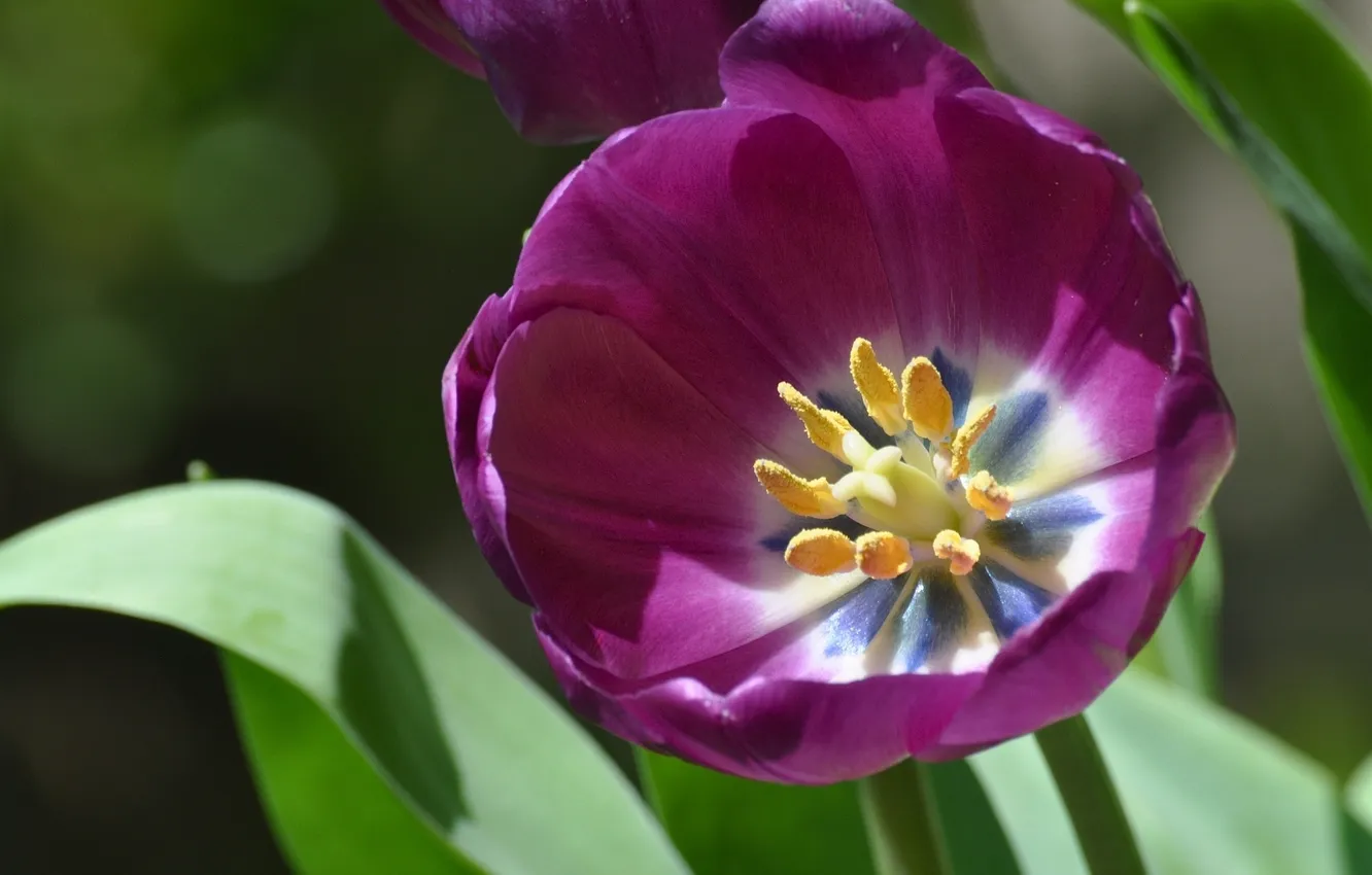 Photo wallpaper macro, tulips, buds