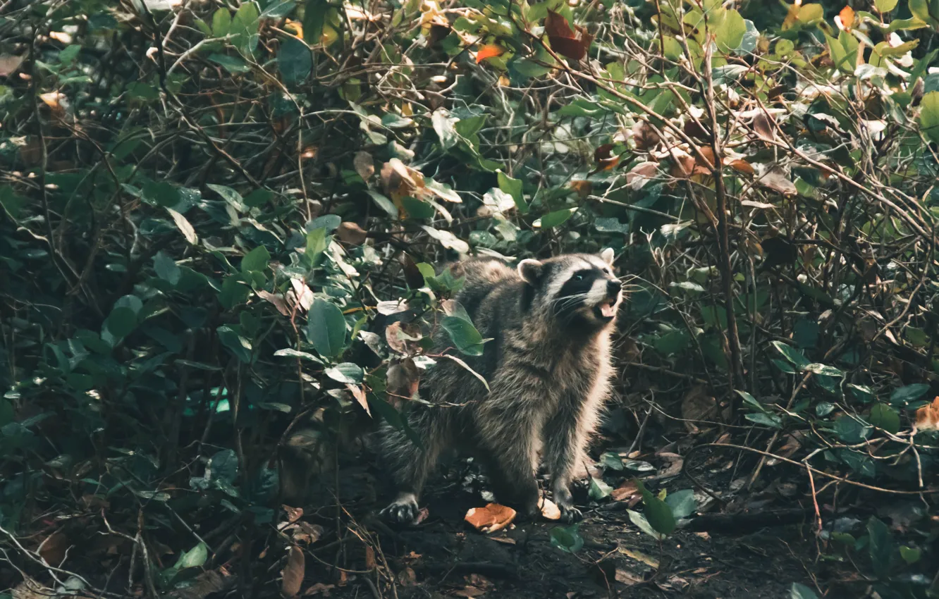 Photo wallpaper nature, raccoon, the bushes