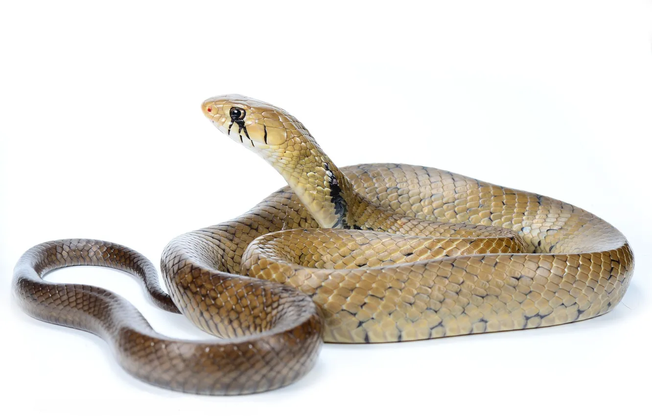 Photo wallpaper look, snake, white background, José Gabriel Martínez Fonseca