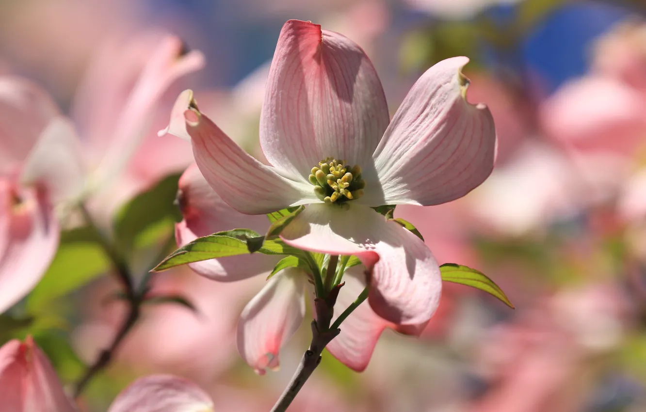 Photo wallpaper macro, petals, bokeh, dogwood