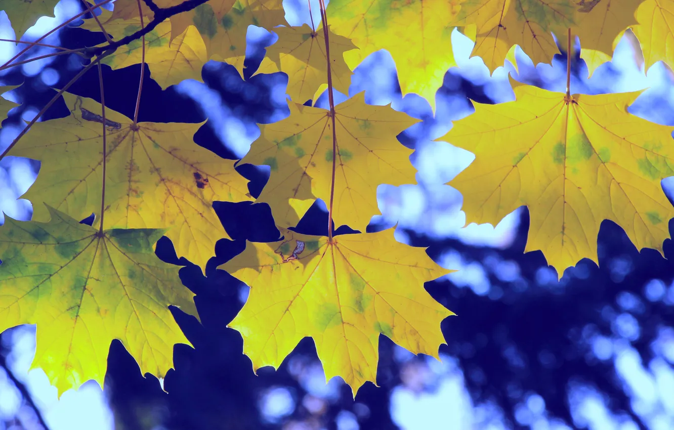 Photo wallpaper autumn, leafs, twig