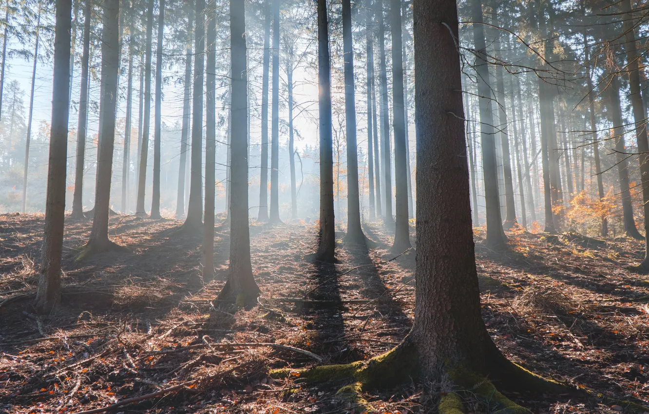 Photo wallpaper autumn, forest, the sun, rays, light, branches, fog, morning