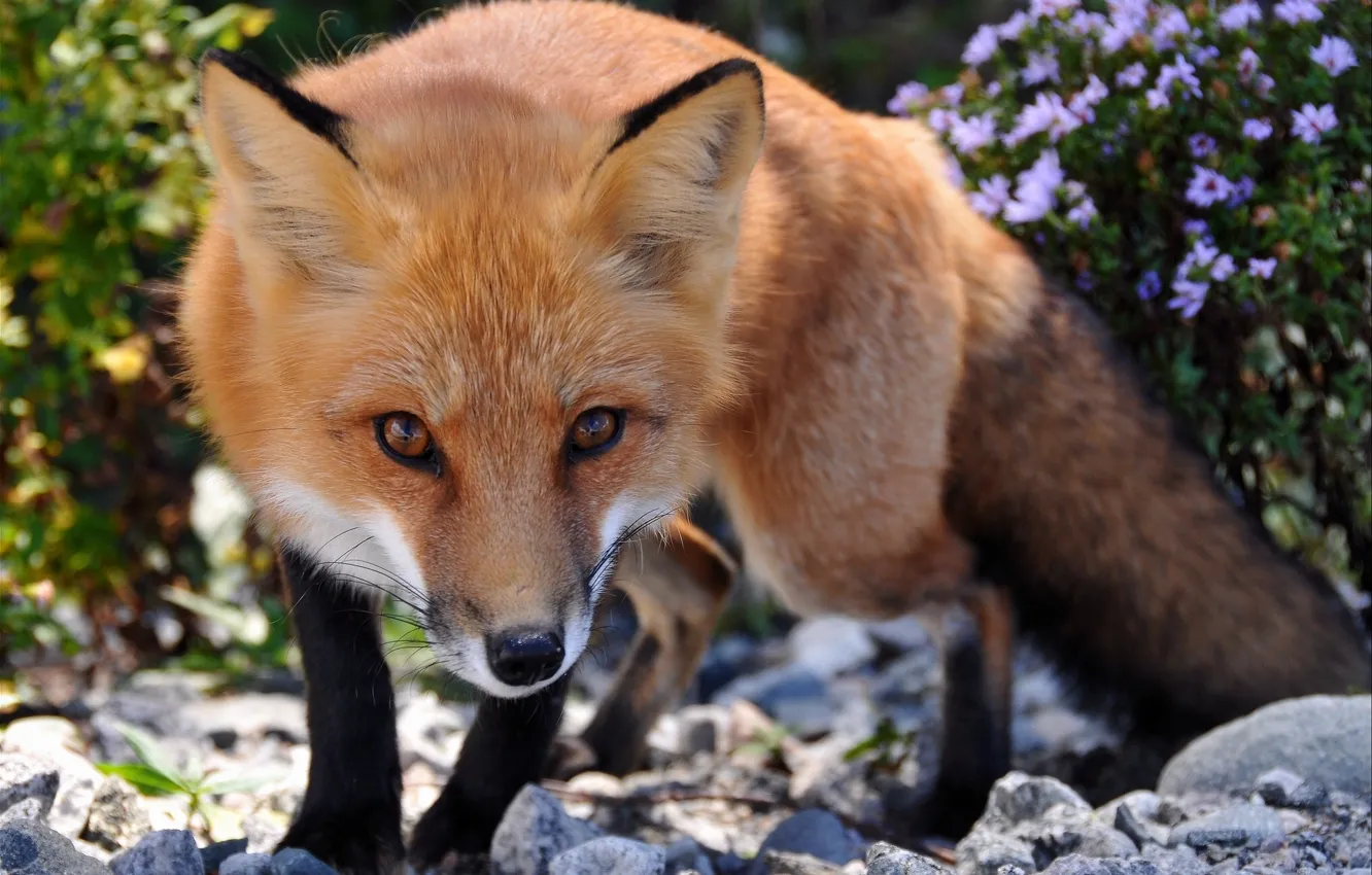 Photo wallpaper look, Fox, red