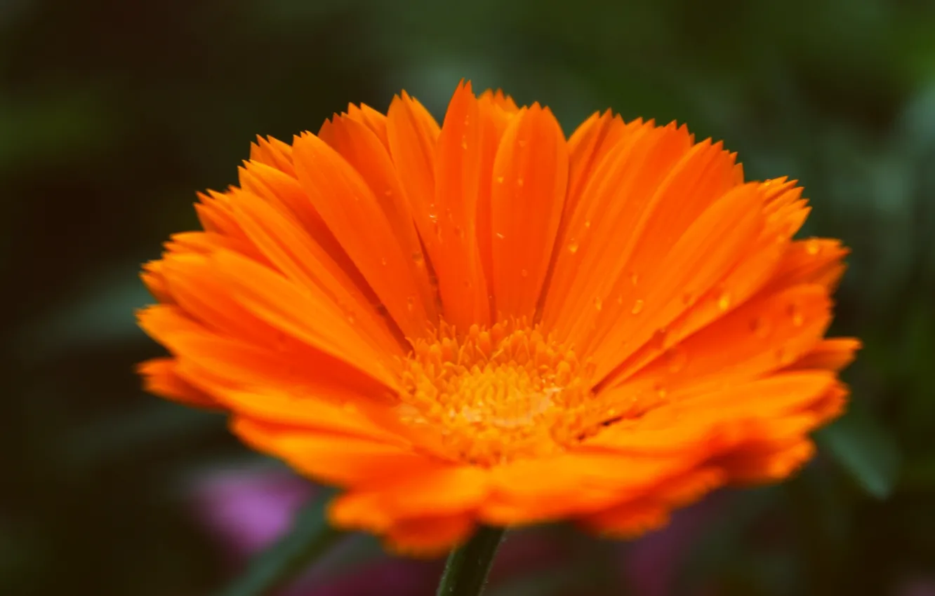 Photo wallpaper macro, flowers, stem, calendula