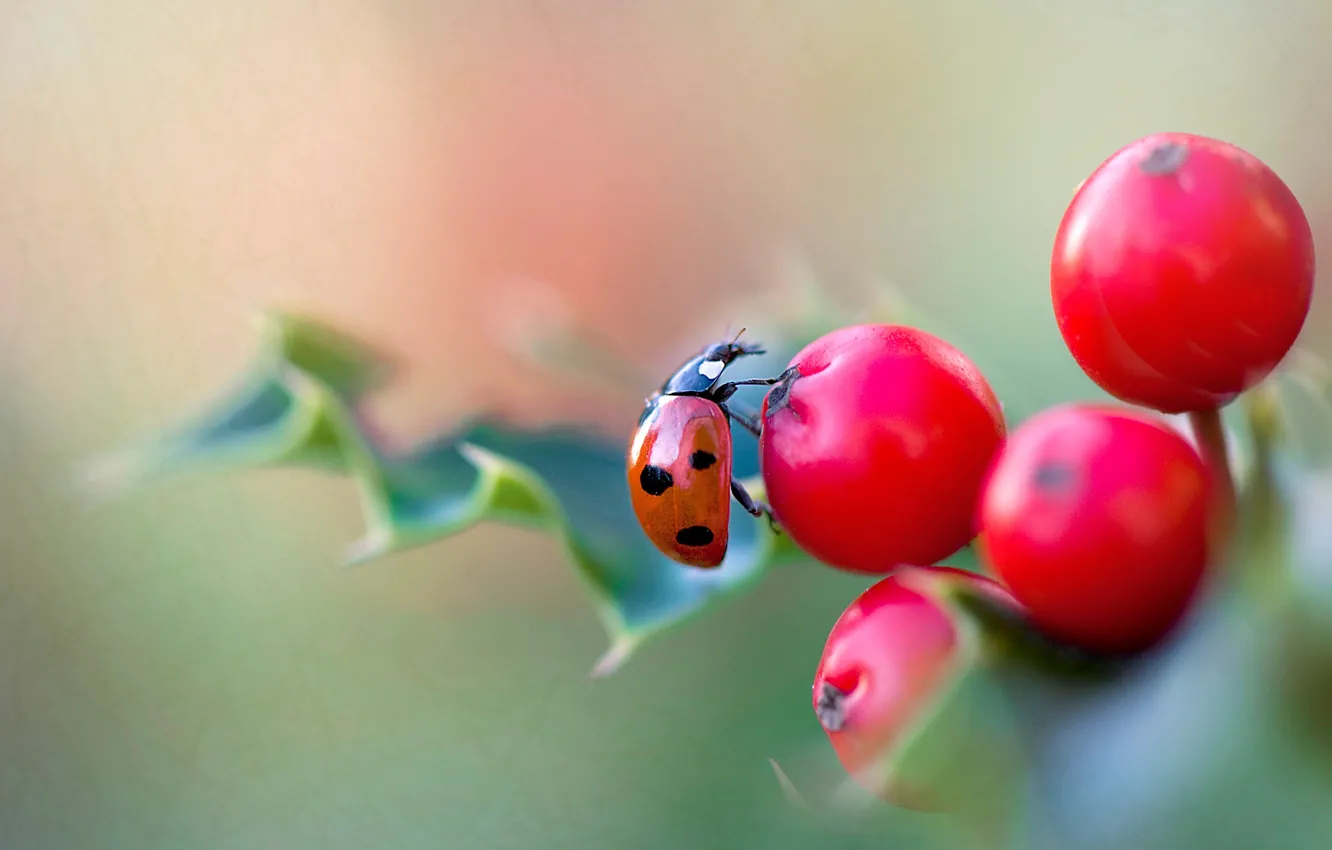 Photo wallpaper macro, flowers, red, berries, background, ladybug, beetle, blur