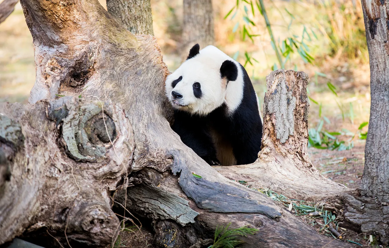 Photo wallpaper trees, nature, bear, Panda