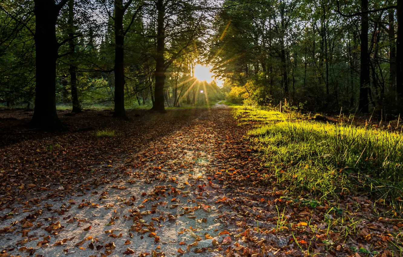 Photo wallpaper autumn, forest, the sun, foliage, track