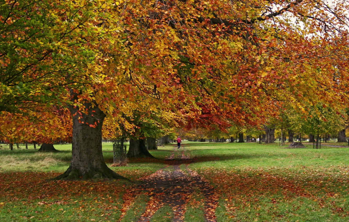 Photo wallpaper autumn, trees, Park
