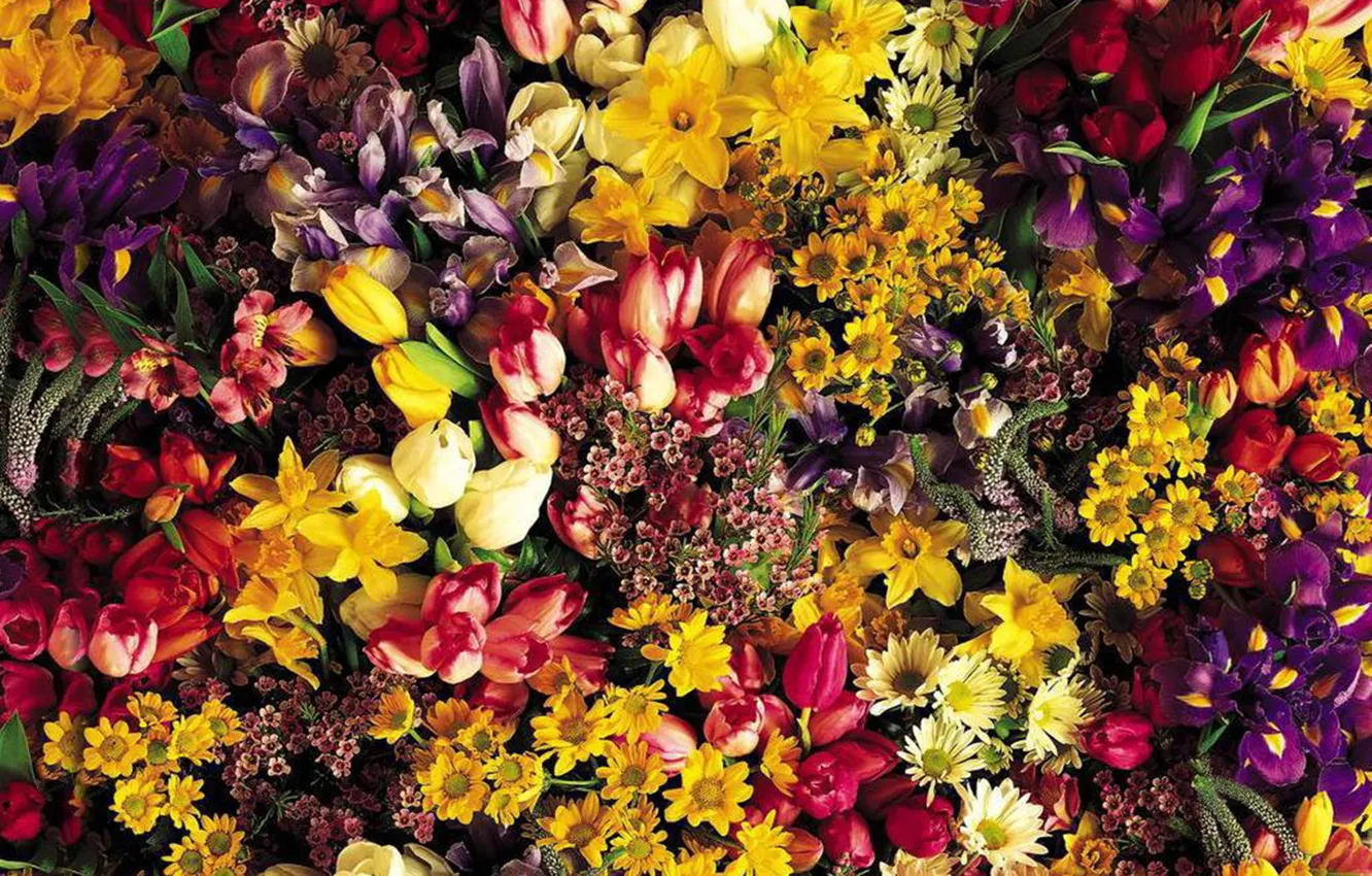 Photo wallpaper flowers, nature, herbarium, dry petals