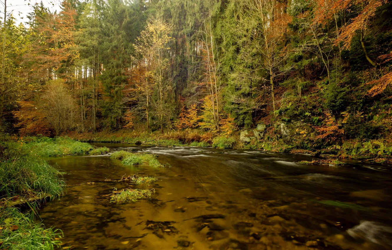 Photo wallpaper autumn, forest, river