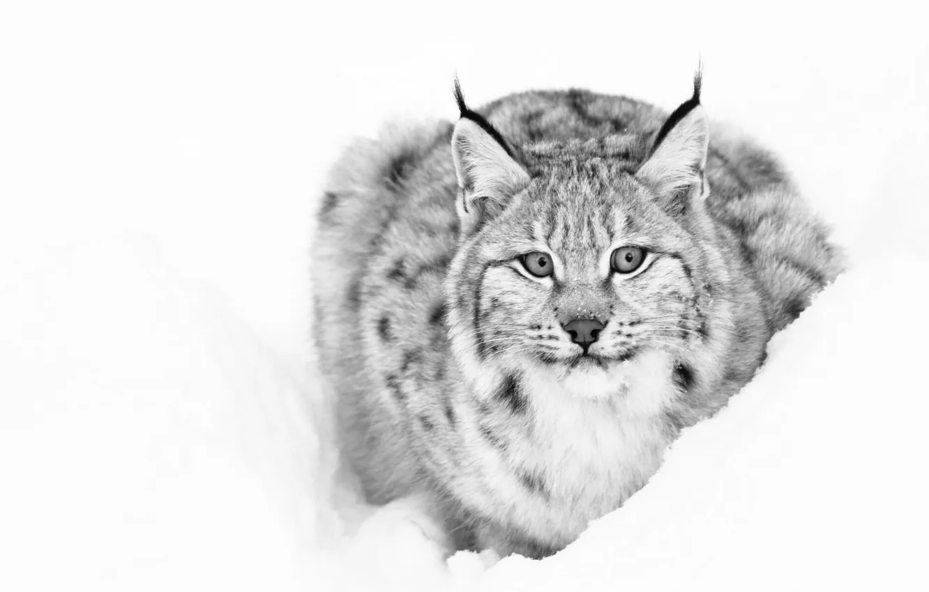 Photo wallpaper look, snow, black and white, lynx
