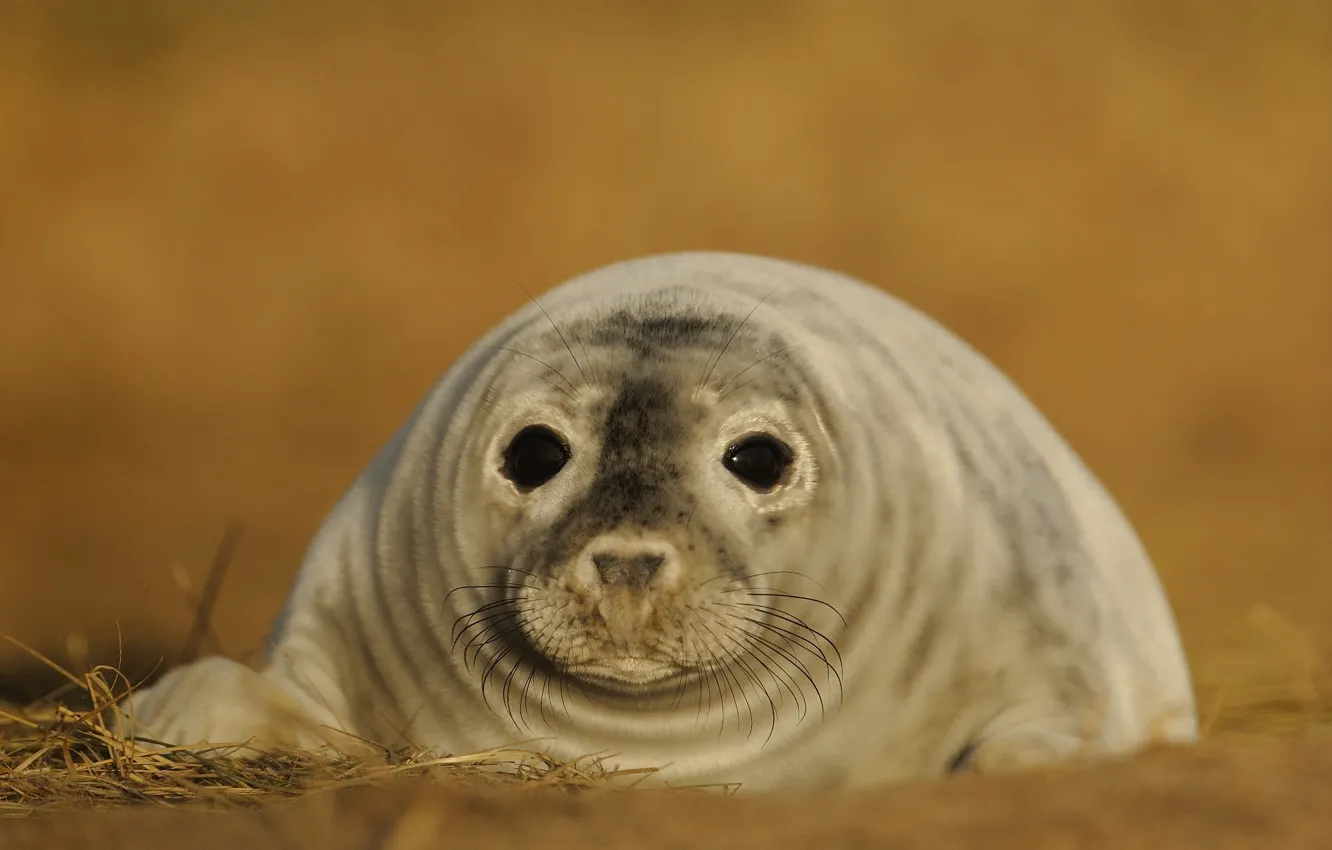 Photo wallpaper look, seal, cub