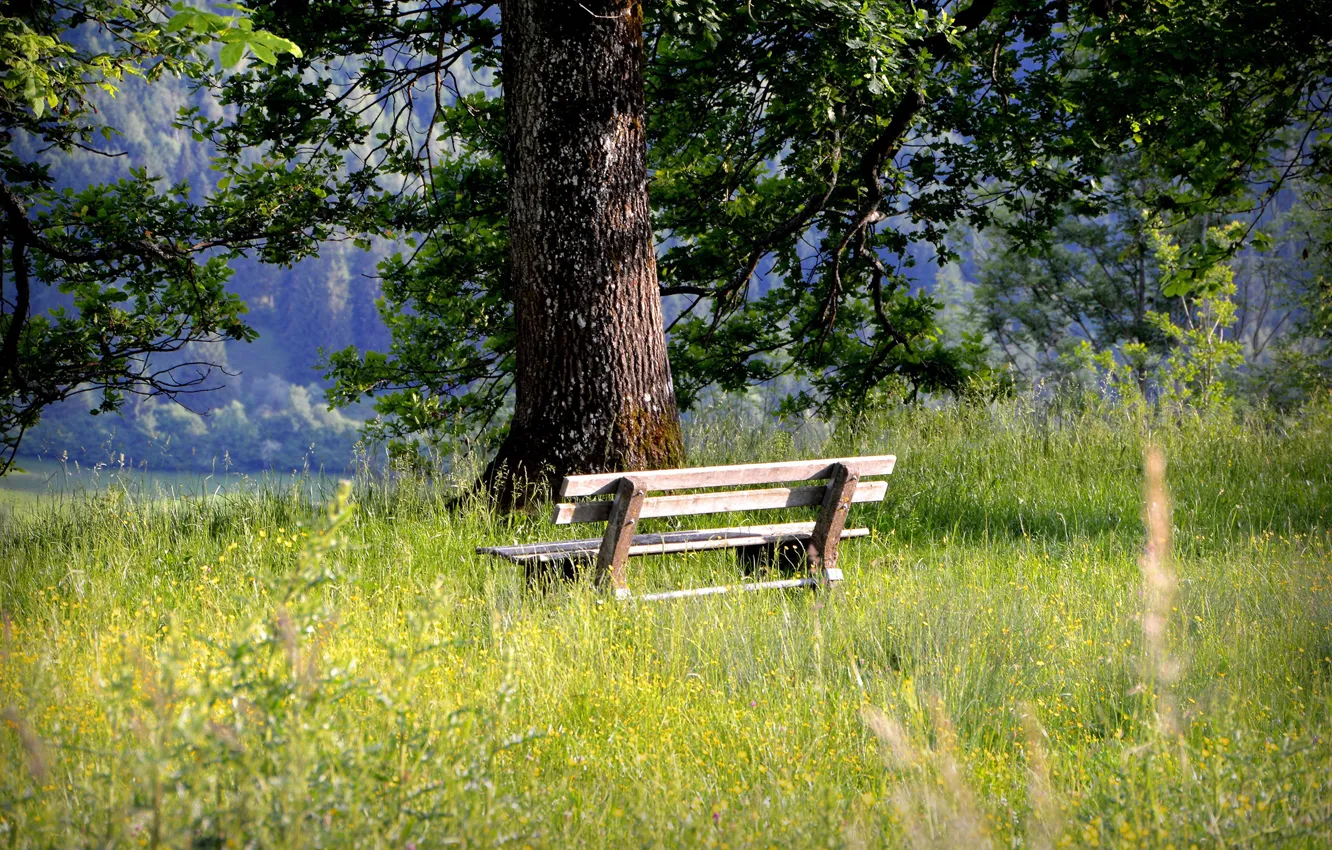 Photo wallpaper grass, tree, relax, bench