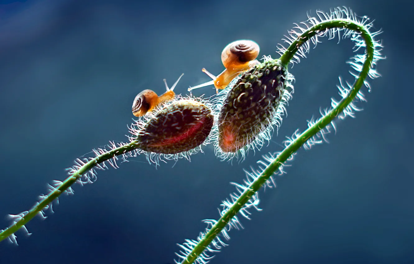 Photo wallpaper summer, snail, morning