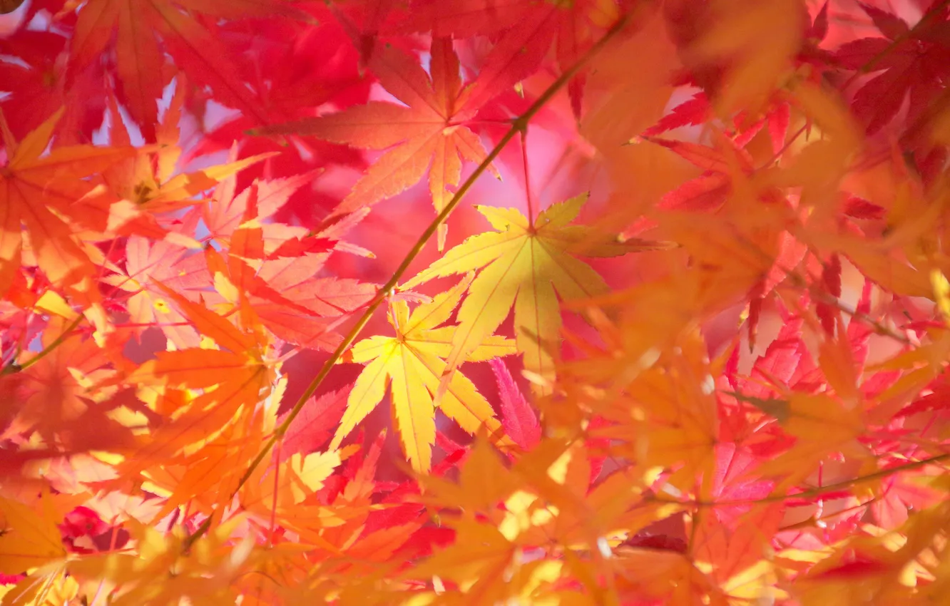 Photo wallpaper autumn, leaves, macro, branches, maple