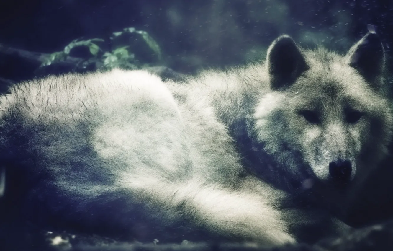 Photo wallpaper Predator, nature, animal, wolf, wildlife, Canis lupus., portrait., White-wolf-