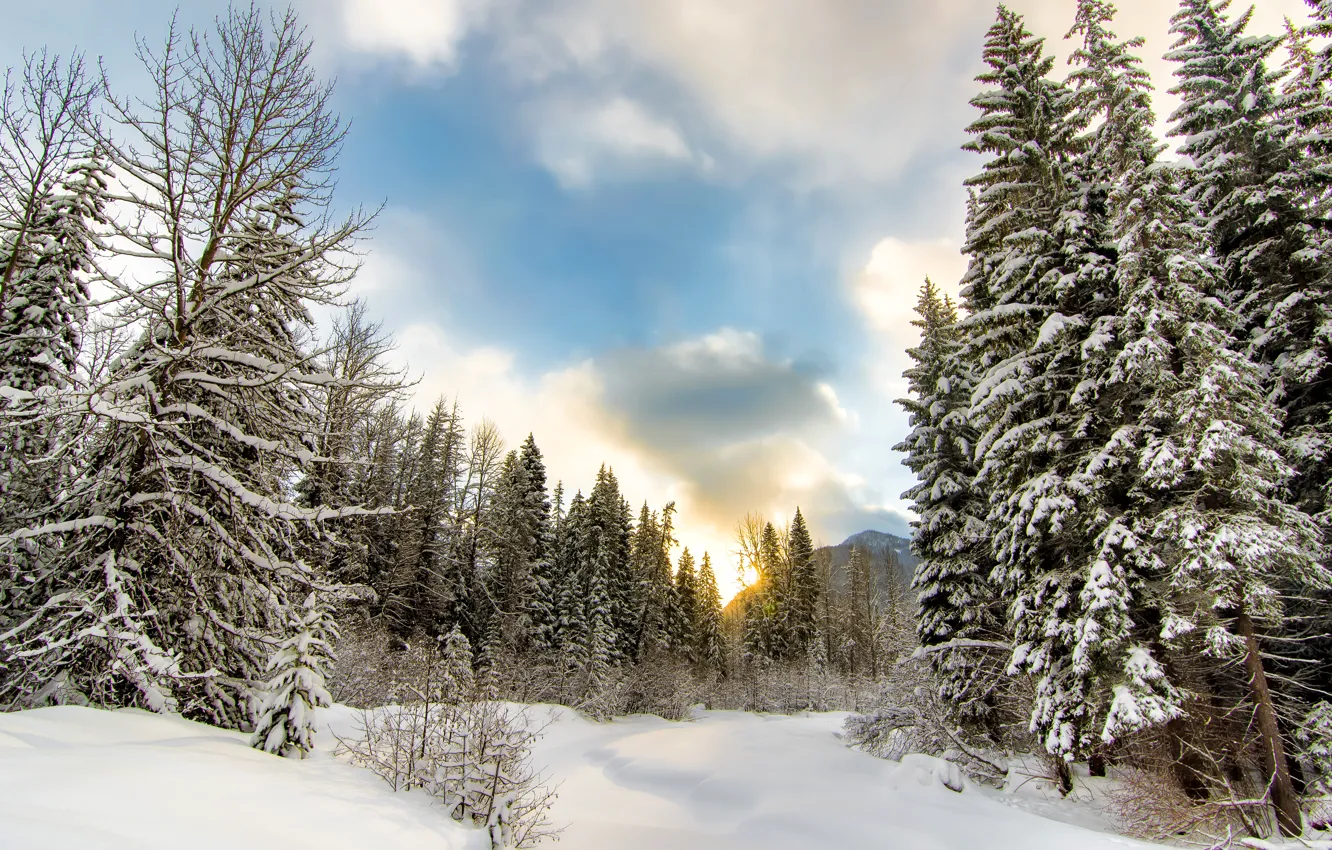 Photo wallpaper winter, forest, clouds, snow, trees, mountain, the snow