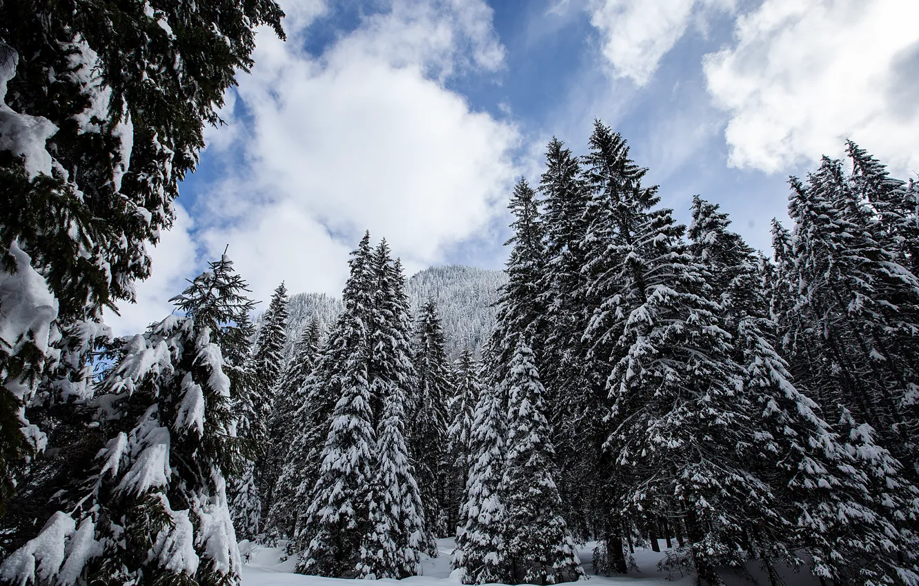 Photo wallpaper winter, snow, trees, landscape, mountains, tree, forest, landscape