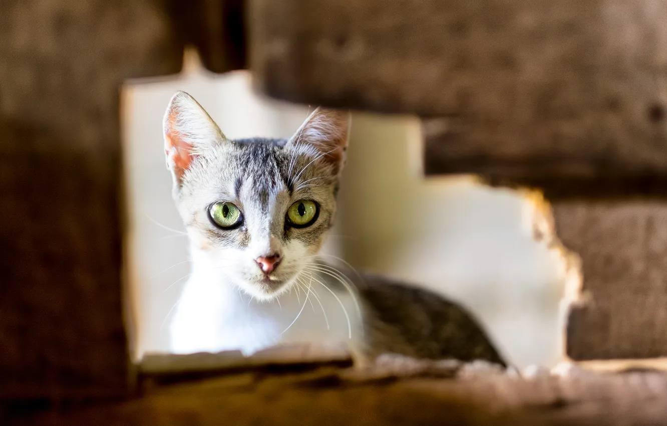 Photo wallpaper cat, look, Koshak, Tomcat