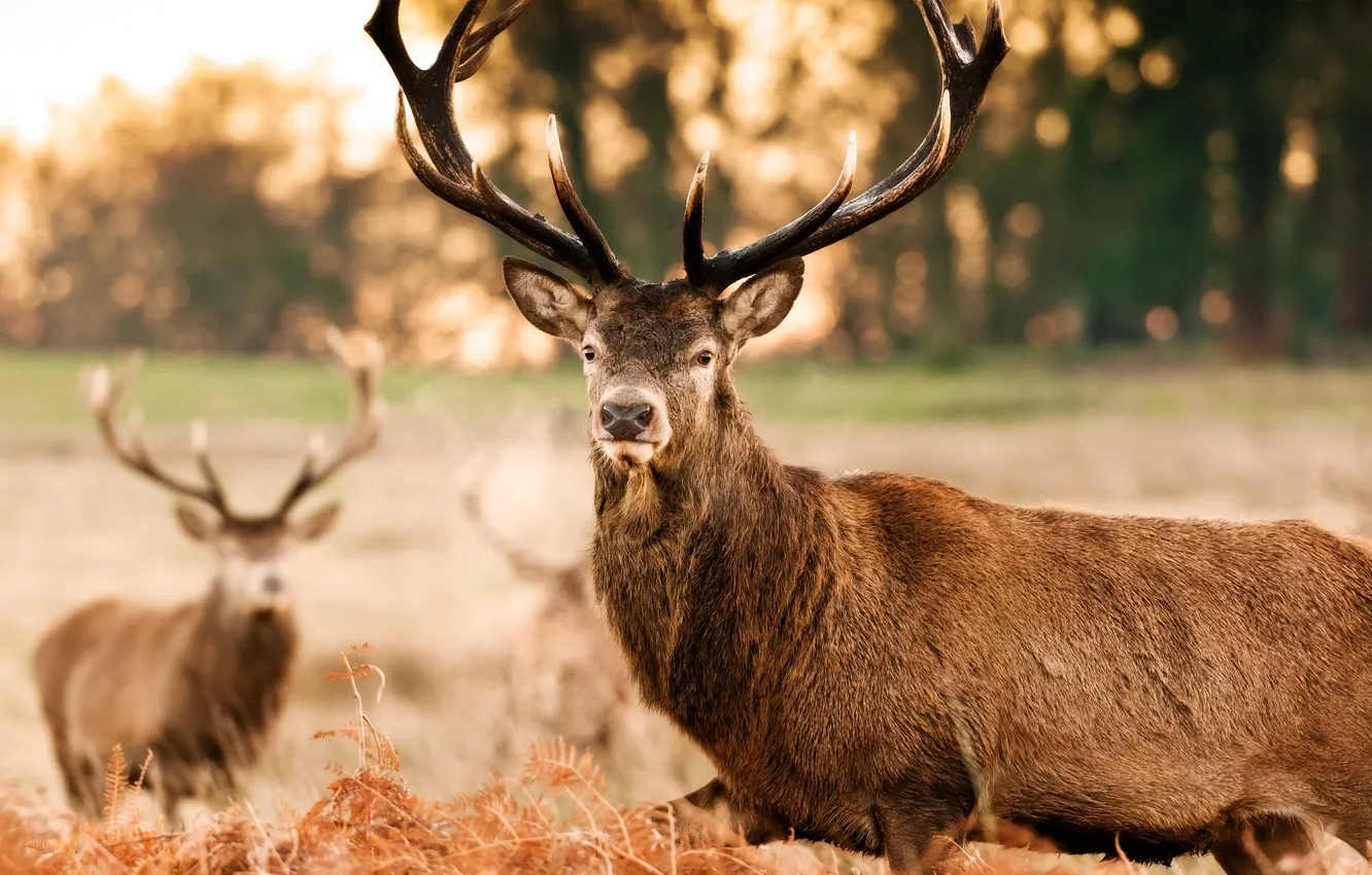 Photo wallpaper autumn, face, deer, horns