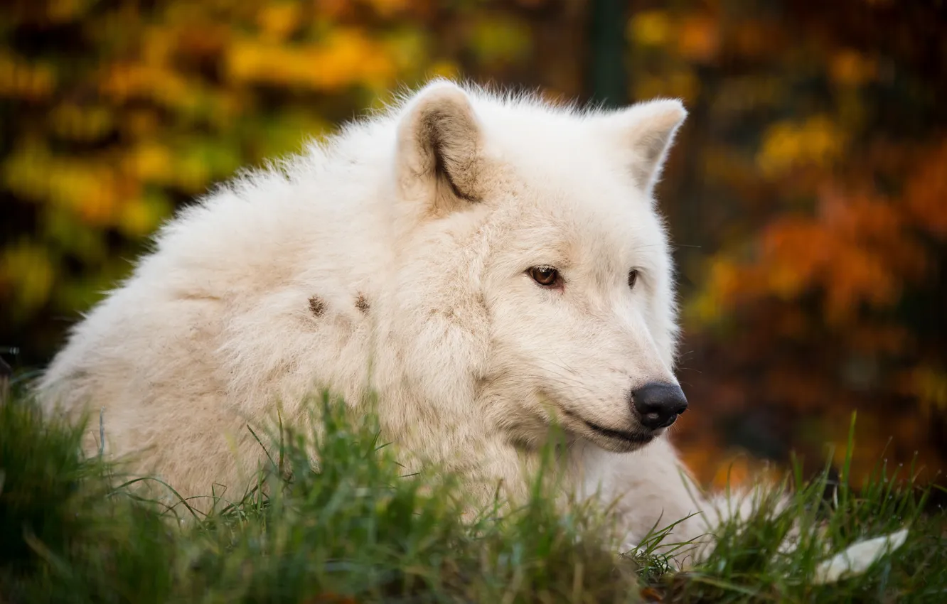 Photo wallpaper white, look, face, wolf
