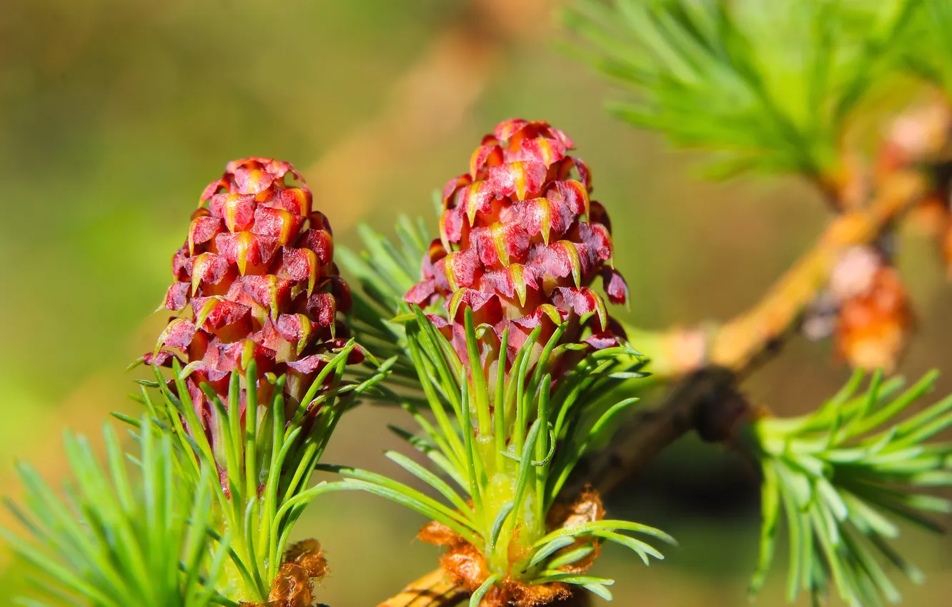 Photo wallpaper pine, twig, cone