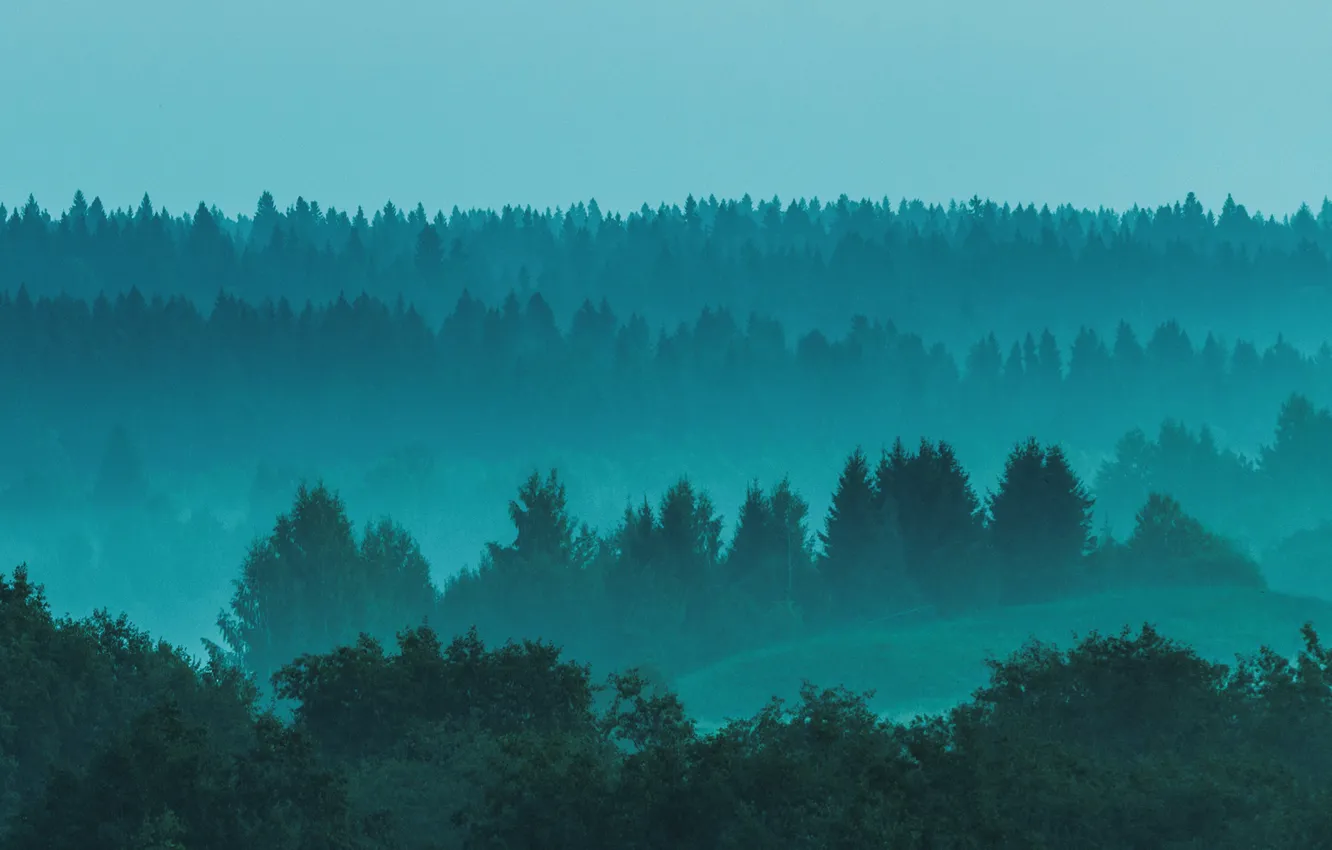 Photo wallpaper fog, haze, spruce forest