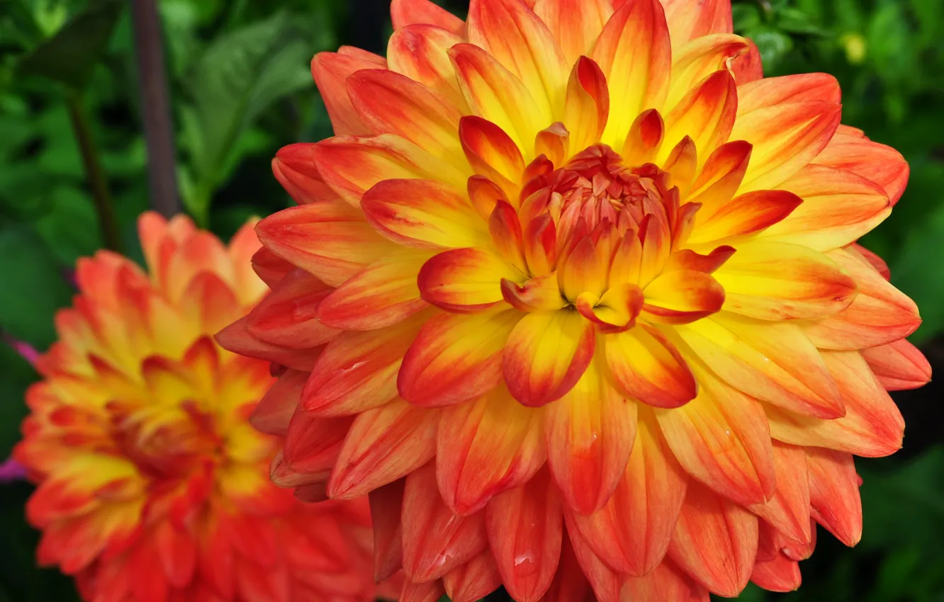 Photo wallpaper flowers, orange, photo, two, dahlias