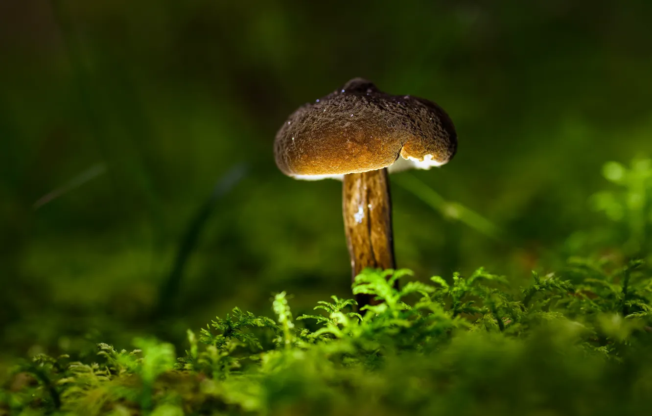 Photo wallpaper greens, autumn, nature, mushrooms, moss, brown, bokeh