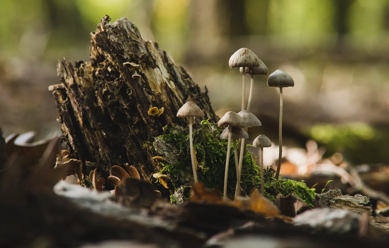 Photo wallpaper autumn, nature, mushrooms, stump, bokeh, toadstool, family