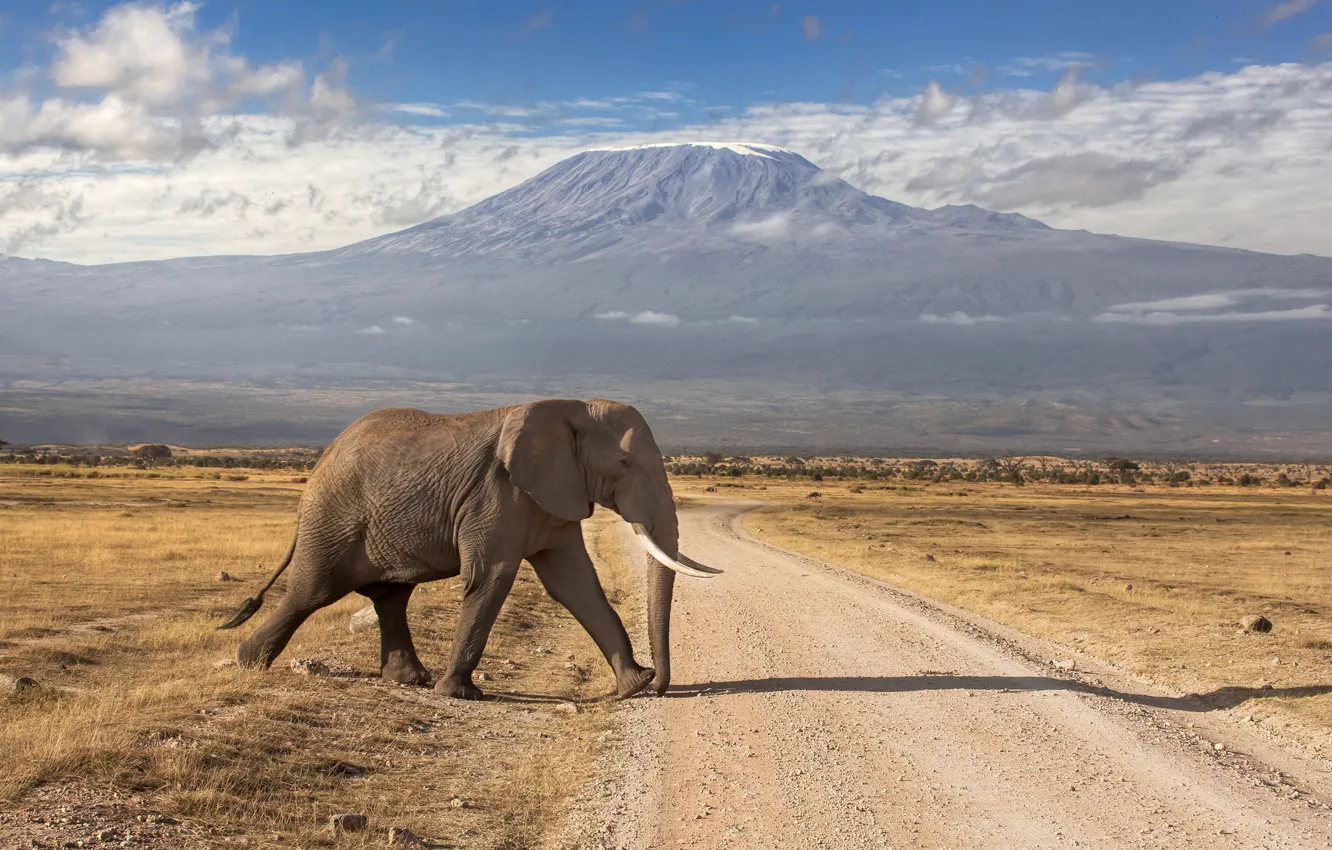 Photo wallpaper road, mountains, elephant, the volcano, Kenya, extinct