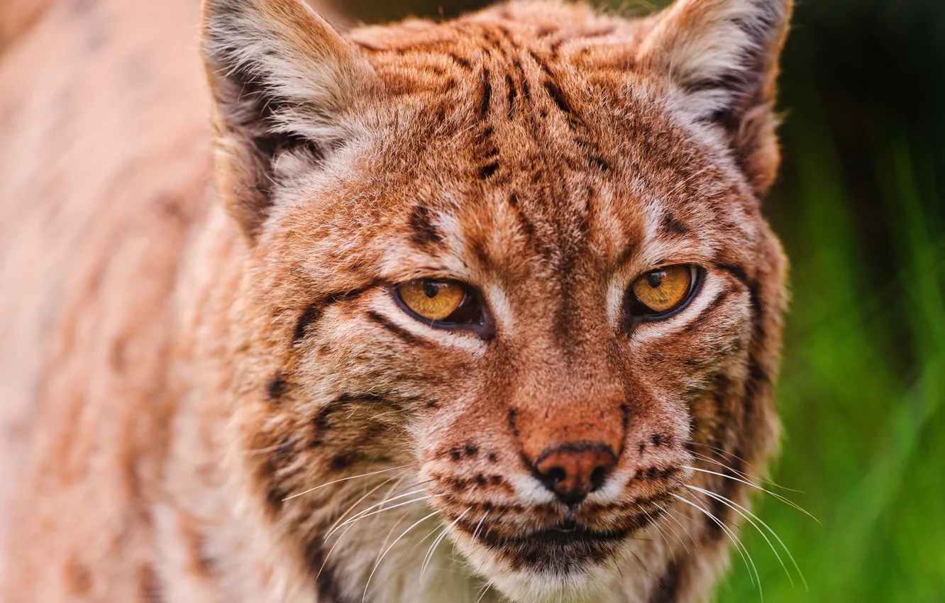 Photo wallpaper cat, look, face, close-up, portrait, red, beauty, lynx
